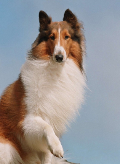 Lassie85