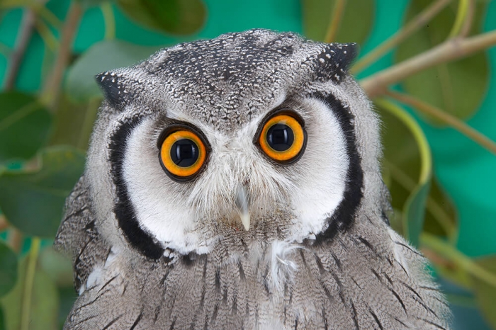Owl1990
