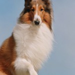 Lassie85